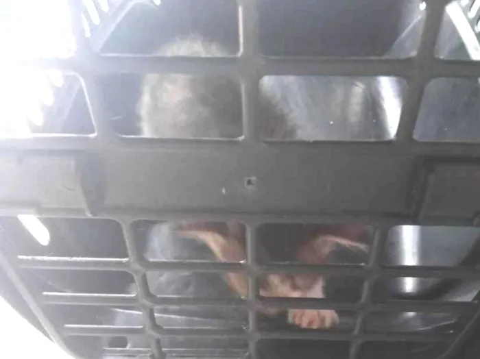 Gato raça SRD-ViraLata idade Abaixo de 2 meses nome Sem nome