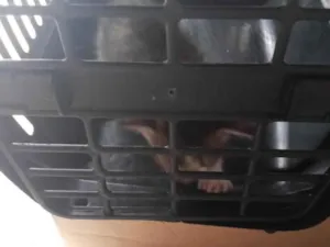 Gato raça SRD-ViraLata idade Abaixo de 2 meses nome Sem nome