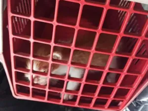 Gato raça SRD-ViraLata idade 2 a 6 meses nome sem nome