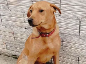 Cachorro raça SRD-ViraLata idade 1 ano nome Ayron