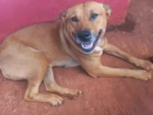 Cachorro raça SRD-ViraLata idade 5 anos nome Sorridente