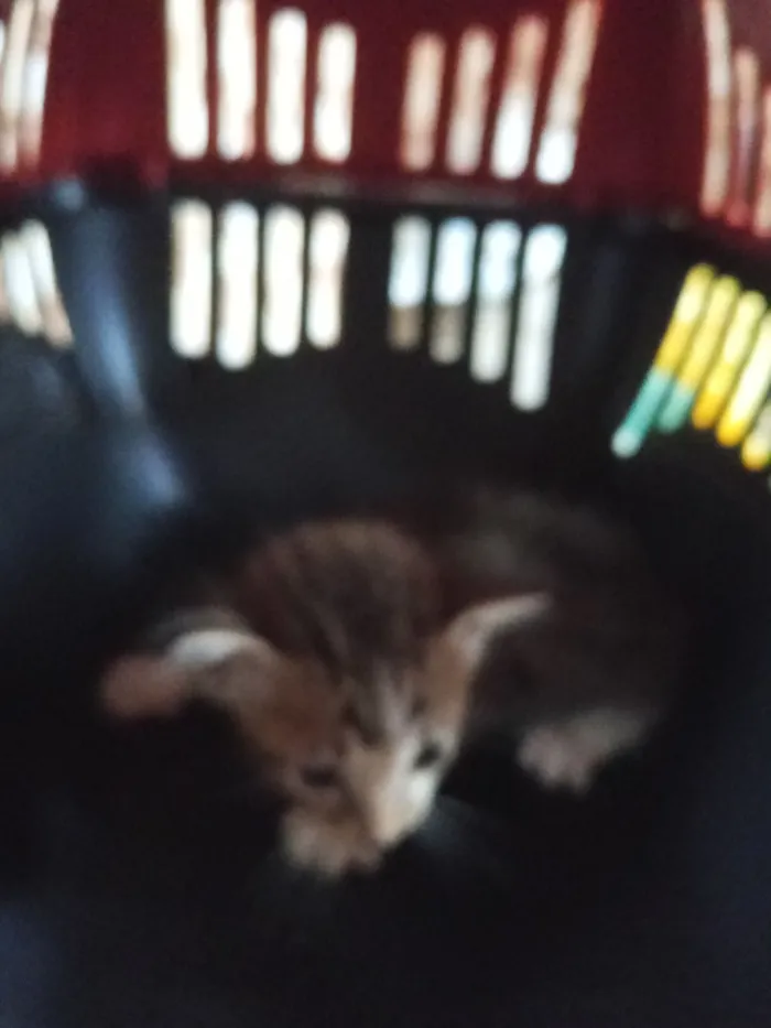 Gato raça SRD-ViraLata idade Abaixo de 2 meses nome Sem nome