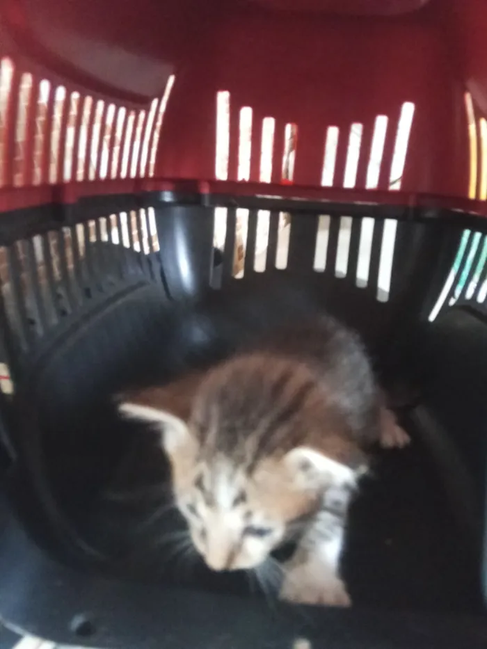 Gato raça SRD-ViraLata idade Abaixo de 2 meses nome Sem nome