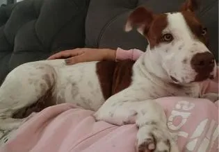 Cachorro raça Pit-Bull idade 2 a 6 meses nome Pandora