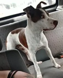 Cachorro raça Pit-Bull idade 2 a 6 meses nome Pandora