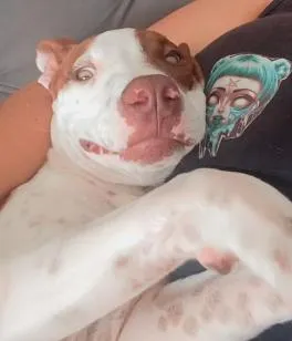Cachorro raça Pit-Bull idade 2 a 6 meses nome Pandora