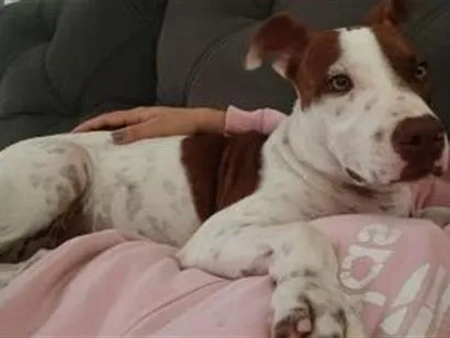 Cachorro raça Pit-Bull idade 2 a 6 meses nome Pandora