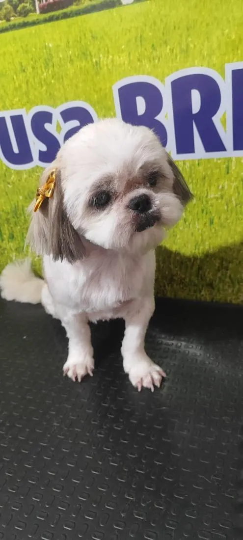 Cachorro raça Shitzu idade 6 ou mais anos nome Mel