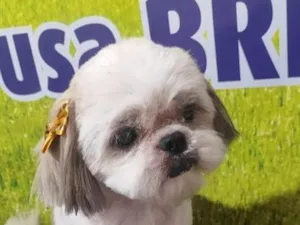 Cachorro raça Shitzu idade 6 ou mais anos nome Mel
