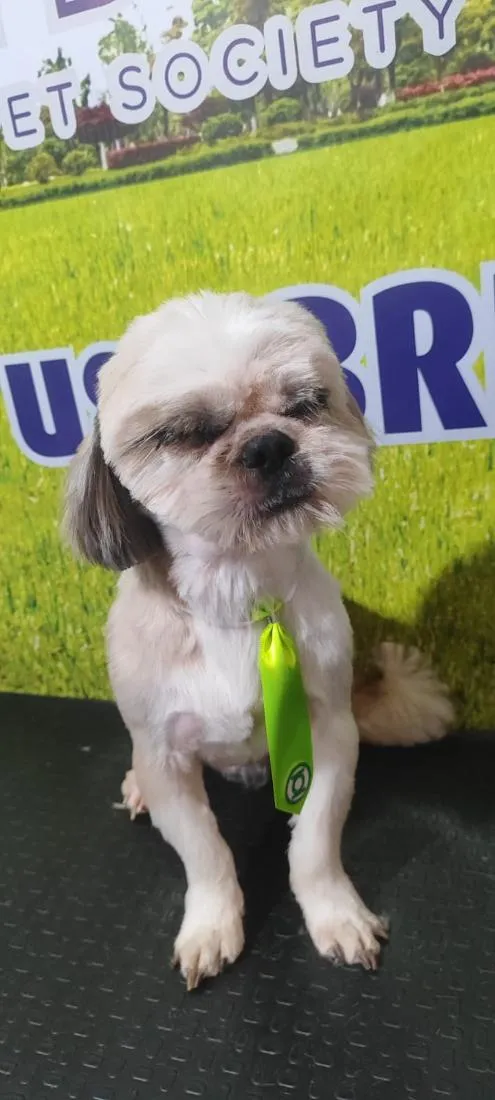 Cachorro raça Shitzu idade 5 anos nome Nick