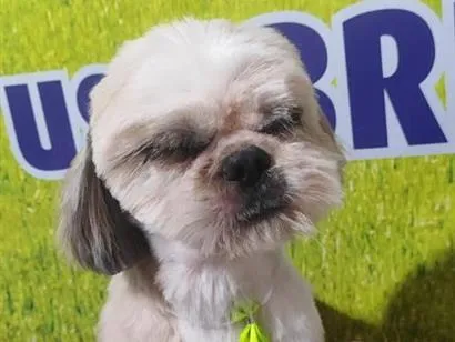 Cachorro raça Shitzu idade 5 anos nome Nick