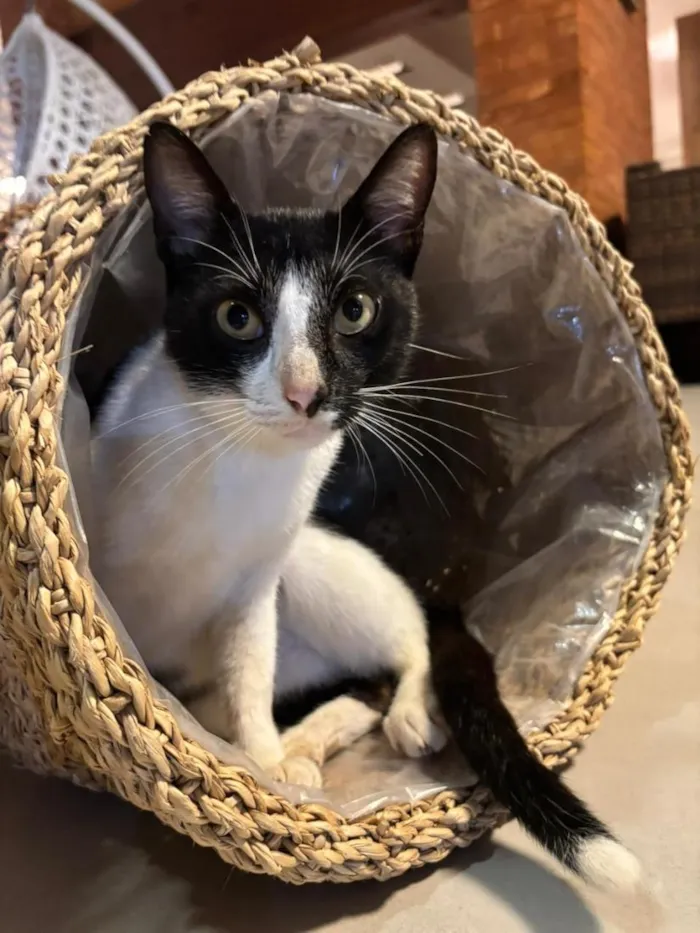 Gato raça SRD-ViraLata idade 7 a 11 meses nome Nori