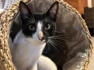 Gato raça SRD-ViraLata idade 7 a 11 meses nome Nori