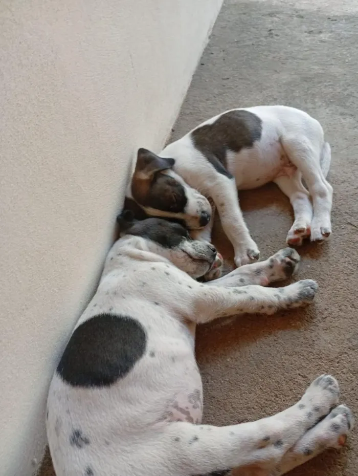 Cachorro raça SRD-ViraLata idade 2 a 6 meses nome Chico (mais marronzinho) e Bento (com manchinhas pretas)