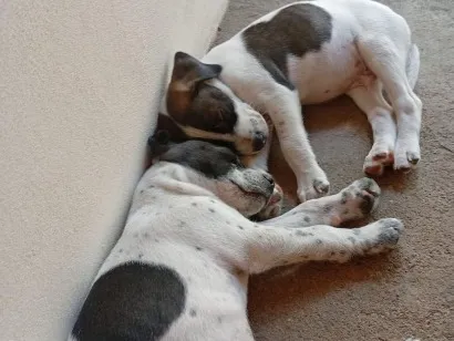 Cachorro raça SRD-ViraLata idade 2 a 6 meses nome Chico (mais marronzinho) e Bento (com manchinhas pretas)