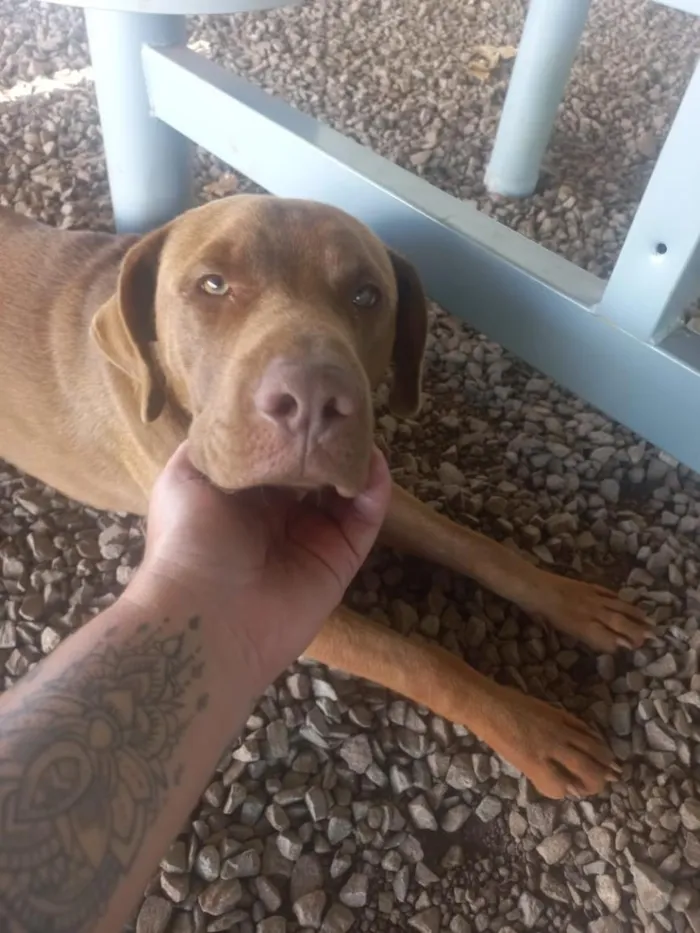 Cachorro raça SRD-ViraLata idade 3 anos nome Grandão