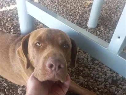 Cachorro raça SRD-ViraLata idade 3 anos nome Grandão