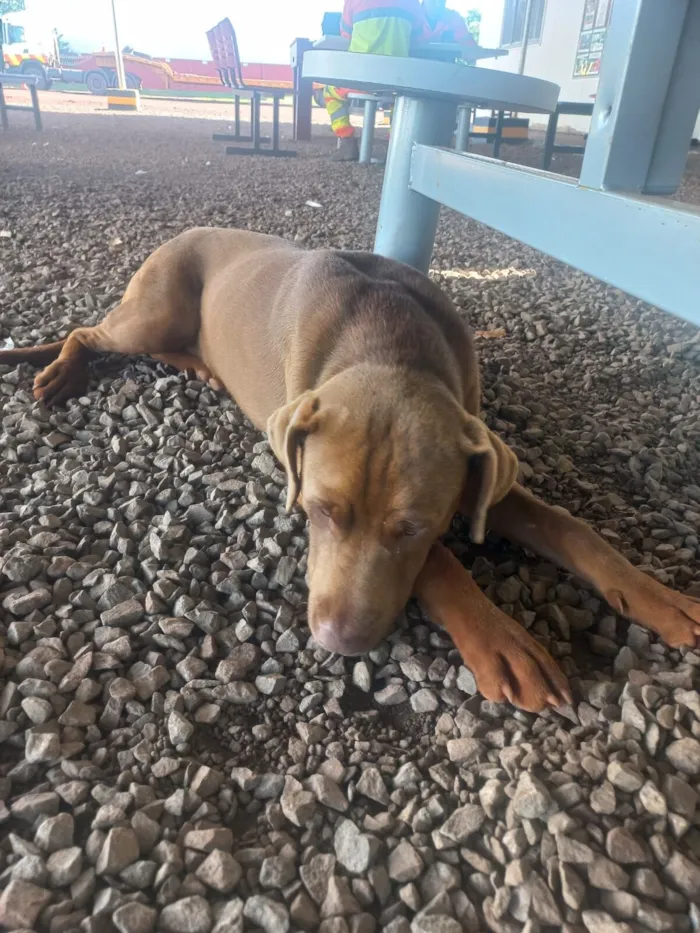 Cachorro raça SRD-ViraLata idade 3 anos nome Grandão