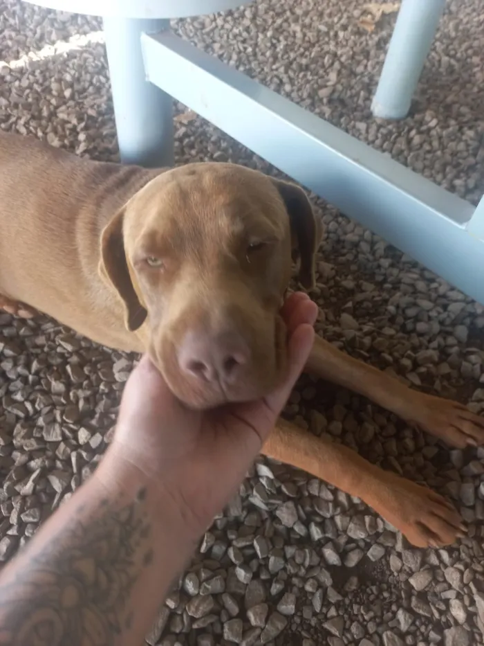 Cachorro raça SRD-ViraLata idade 3 anos nome Grandão