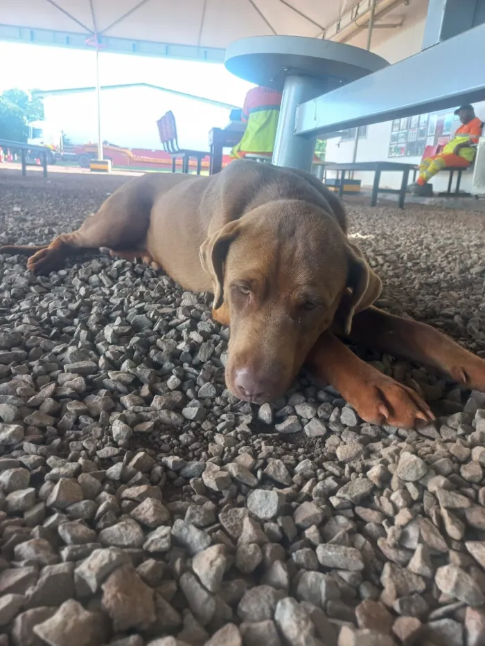 Cachorro raça SRD-ViraLata idade 3 anos nome Grandão