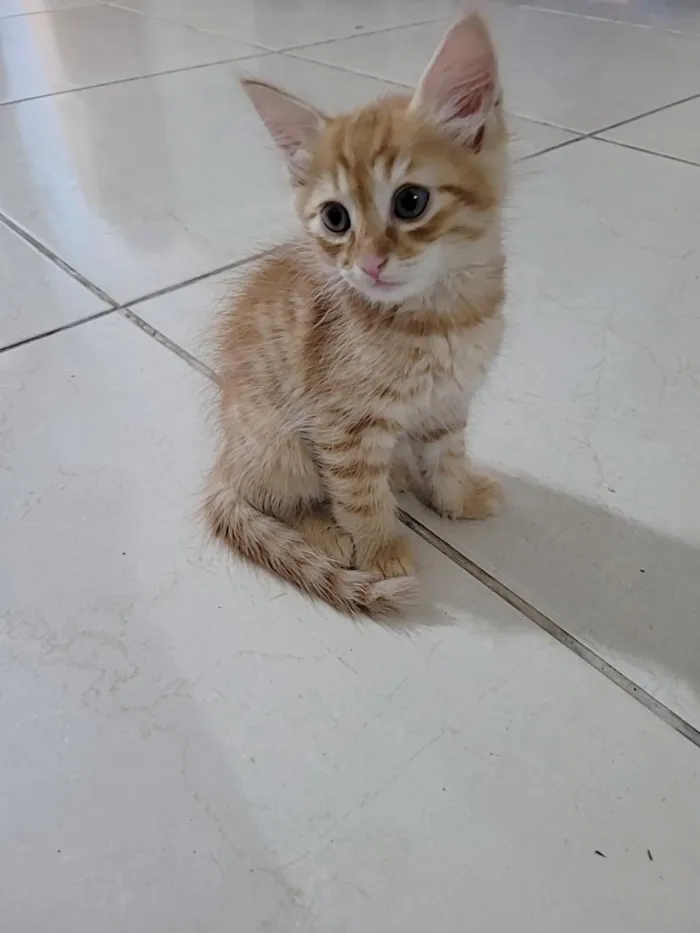 Gato raça SRD-ViraLata idade Abaixo de 2 meses nome Sem nome