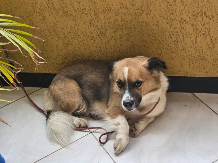 Cachorro raça SRD-ViraLata idade 4 anos nome Beethoven