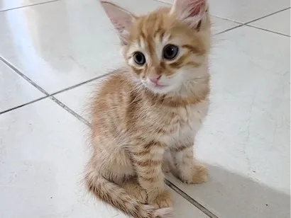 Gato raça SRD-ViraLata idade Abaixo de 2 meses nome Sem nome