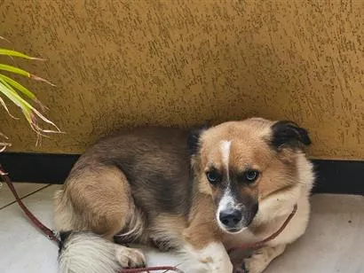 Cachorro raça SRD-ViraLata idade 4 anos nome Beethoven