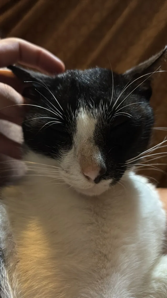 Gato raça SRD-ViraLata idade 7 a 11 meses nome Nori