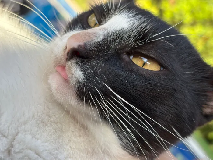 Gato raça SRD-ViraLata idade 7 a 11 meses nome Nori