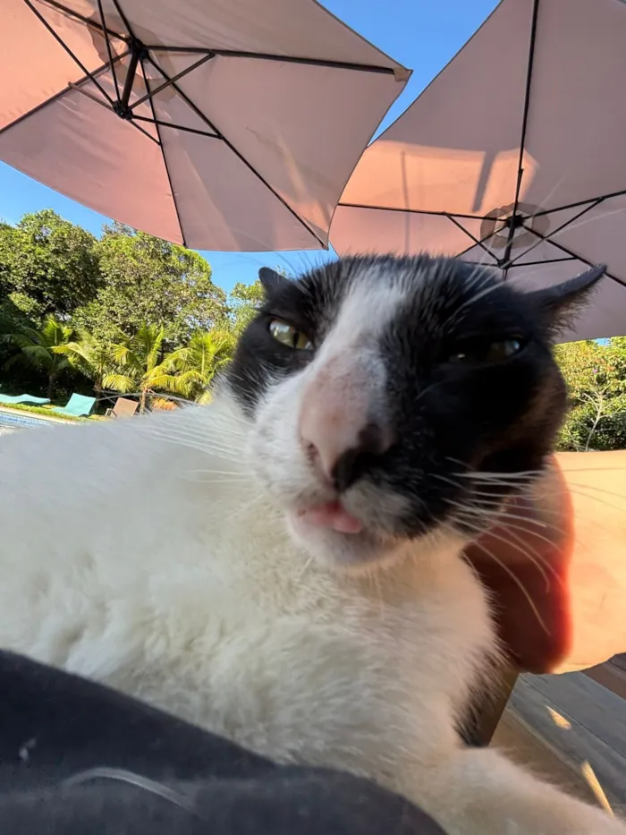 Gato raça SRD-ViraLata idade 7 a 11 meses nome Nori