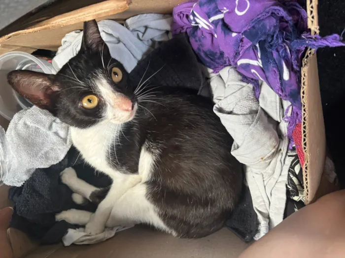 Gato raça SRD-ViraLata idade 7 a 11 meses nome Nori