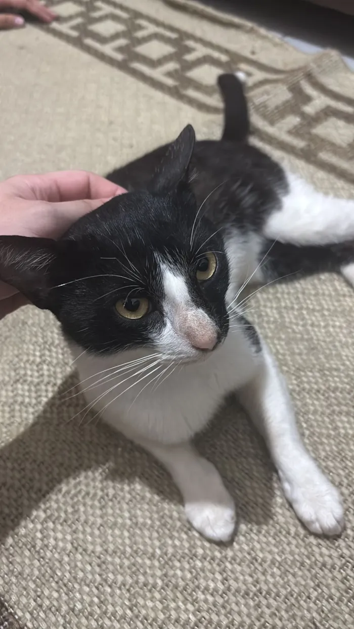 Gato raça SRD-ViraLata idade 7 a 11 meses nome Nori