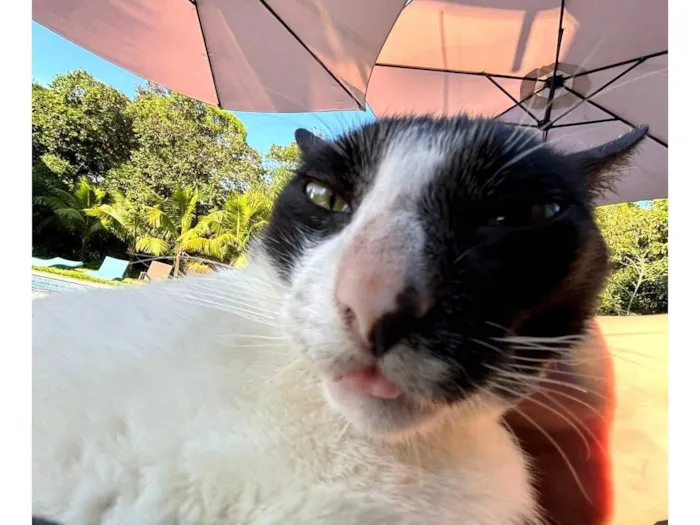 Gato raça SRD-ViraLata idade 7 a 11 meses nome Nori