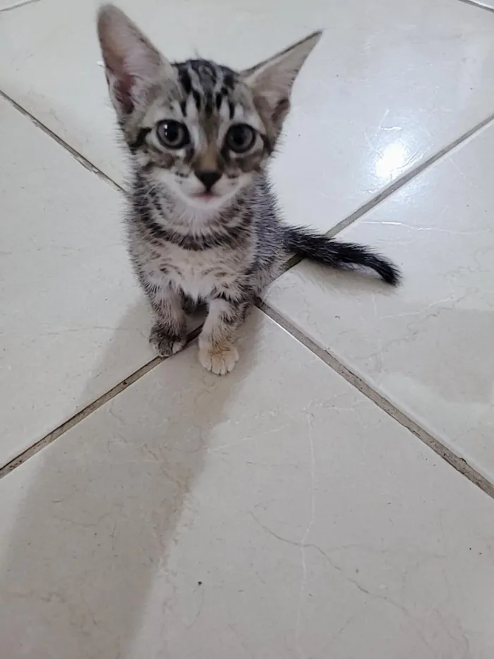 Gato raça SRD-ViraLata idade 2 a 6 meses nome Sem nome