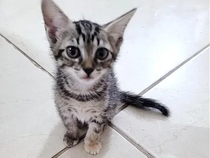 Gato raça SRD-ViraLata idade 2 a 6 meses nome Sem nome