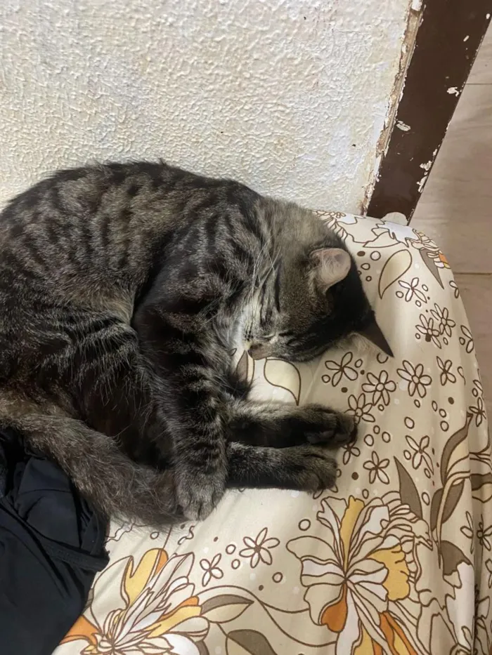 Gato raça SRD-ViraLata idade 7 a 11 meses nome Moffyn