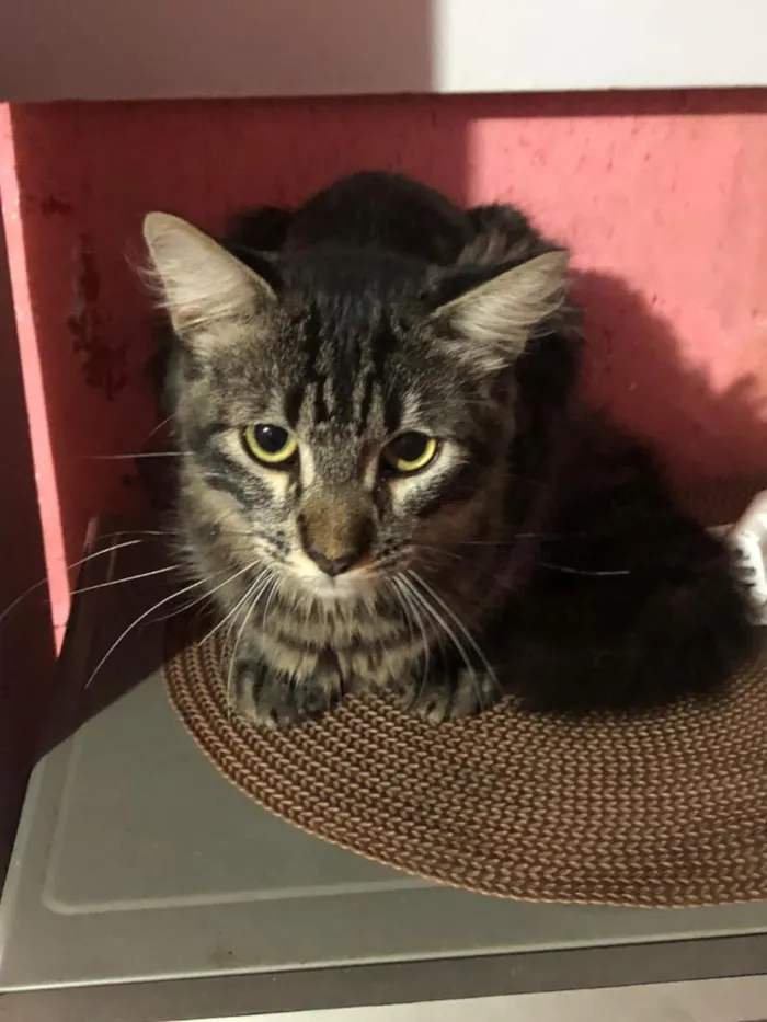 Gato raça SRD-ViraLata idade 7 a 11 meses nome Moffyn