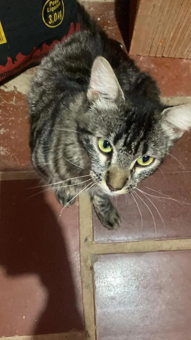 Gato raça SRD-ViraLata idade 7 a 11 meses nome Moffyn