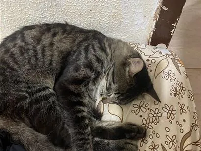 Gato raça SRD-ViraLata idade 7 a 11 meses nome Moffyn