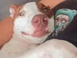 Cachorro raça Pit-Bull idade 2 a 6 meses nome Pandora
