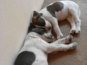 Cachorro raça SRD-ViraLata idade 2 a 6 meses nome Chico (mais marronzinho) e Bento (com manchinhas pretas)