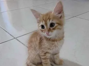 Gato raça SRD-ViraLata idade Abaixo de 2 meses nome Sem nome