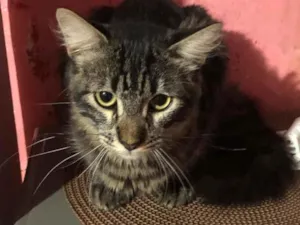 Gato raça SRD-ViraLata idade 7 a 11 meses nome Moffyn