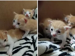 Gato raça SRD-ViraLata idade 2 a 6 meses nome naotemnome