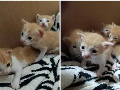 Gato raça SRD-ViraLata idade 2 a 6 meses nome naotemnome