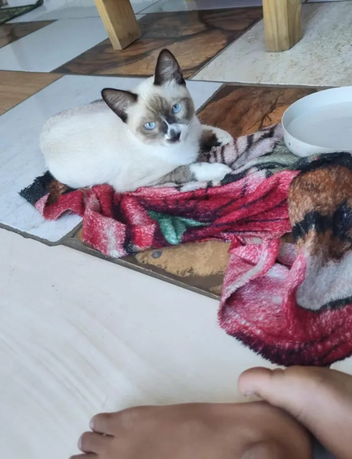 Gato raça Siamês idade 2 a 6 meses nome Esnoubel 