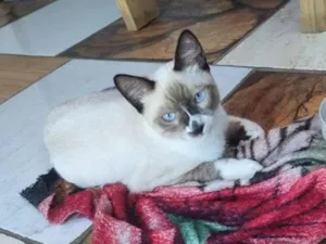 Gato raça Siamês idade 2 a 6 meses nome Esnoubel 
