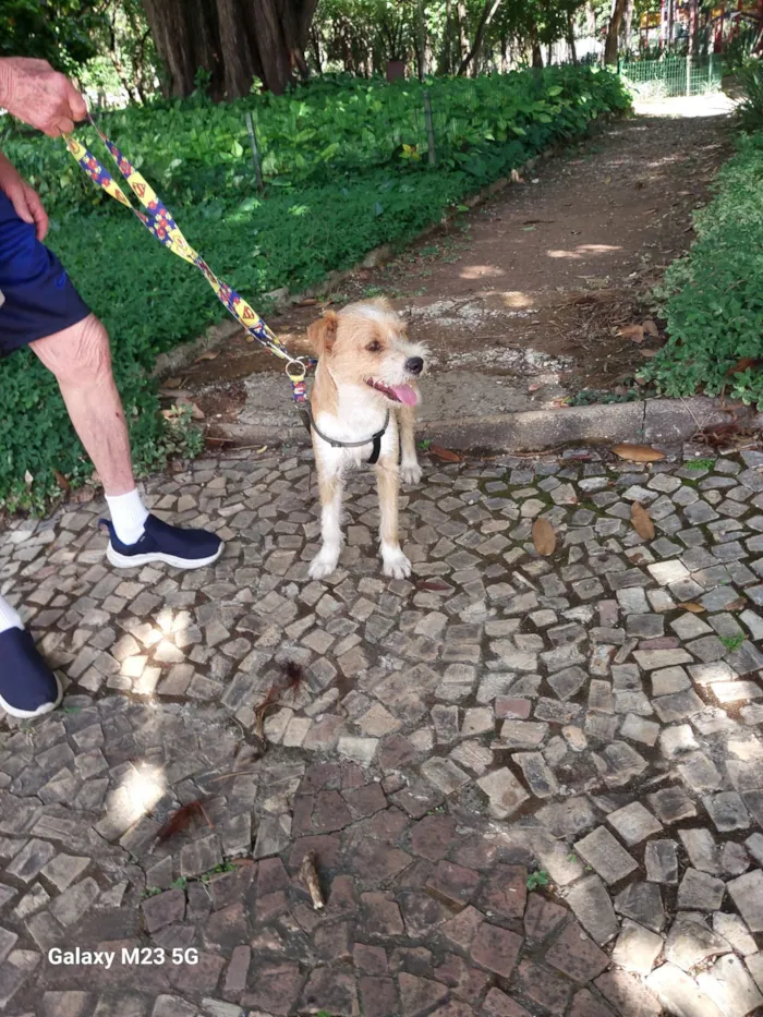 Cachorro raça SRD-ViraLata idade 2 anos nome Joaquim 