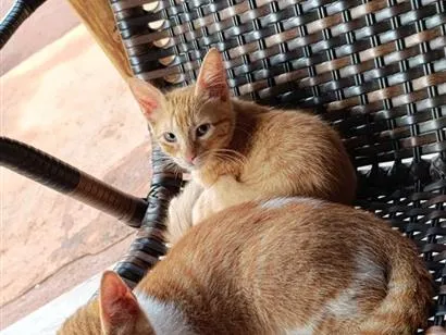 Gato raça SRD-ViraLata idade 2 a 6 meses nome Goku e naruto